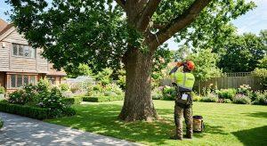 Professional tree surgeon inspecting a mature oak tree in a sunny Essex garden during summer.